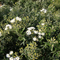 Olearia x scilloniensis (Oléaria)
