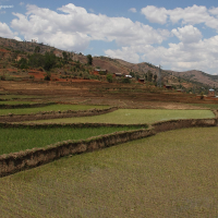 Oryza sativa (Riz)