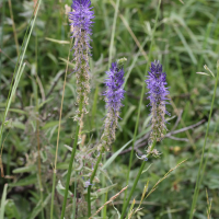 phyteuma_spicatum_spicatum4md (Phyteuma spicatum)