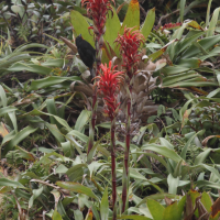 pitcairnia_bifrons3bd