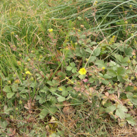 potentilla_grandiflora4md