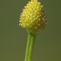 ranunculus_ophioglossifolius4md (Ranunculus ophioglossifolius)
