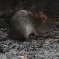 Rattus rattus (Rat noir)