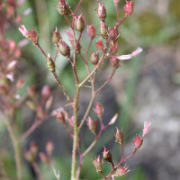 saxifraga_umbrosa2md (Saxifraga umbrosa)