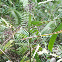 scleria_latifolia3md (Scleria latifolia)