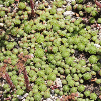 Sempervivum funckii var. aqualiense (Joubarbe d'Aywaille)
