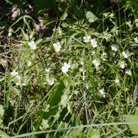 Viola arvensis (Pensée des champs)