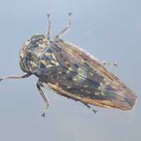 Acericerus heydenii (Cicadelle)
