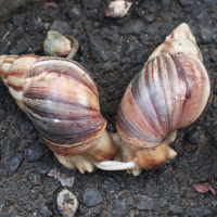 achatina_fulica4md