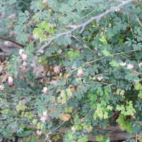 calliandra_tergemina4md (Calliandra tergemina var. tergemina)