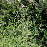 Carduus pycnocephalus (Chardon)