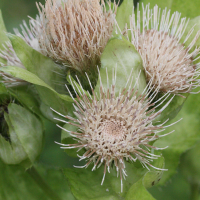 cirsium_oleraceum3md (Cirsium oleraceum)