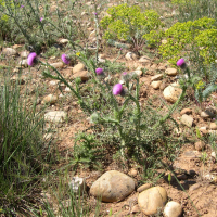 cirsium_vulgare_crinitum1md (Cirsium vulgare ssp. crinitum)