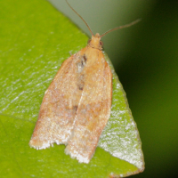 Clepsis consimilana (Tordeuse)
