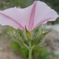 convolvulus_cantabricus7md (Convolvulus cantabrica)