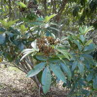 cossinia_pinnata3md (Cossinia pinnata)