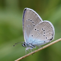 cyaniris_semiargus4bd (Cupido semiargus)