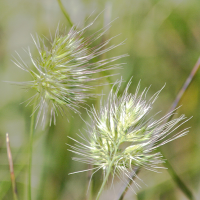 cynosurus_echinatus4md (Cynosurus echinatus)