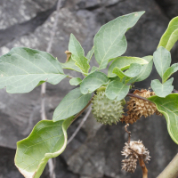 datura_metel3md (Datura metel)