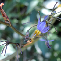 dianella_ensifolia3md (Dianella ensifolia)