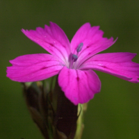 dianthus_carthusianorum3md (Dianthus carthusianorum)