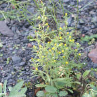 Dittrichia graveolens (Inule fétide, inule odorante)