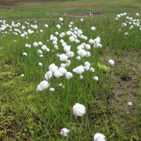 eriophorum_scheuchzeri4sd (Eriophorum scheuchzeri)