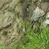 Festuca altissima (Fétuque des bois)