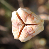 fritillaria_tubiformis2md