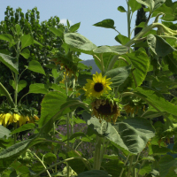 Helianthus annuus (Grand soleil, Tournesol)