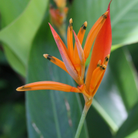 heliconia_psittacorum3md