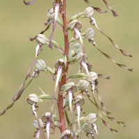 himantoglossum_hircinum5bd