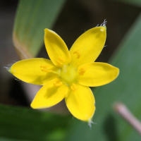 hypoxis_angustifolia2md