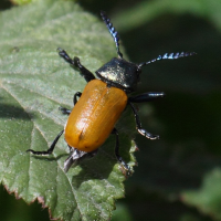 labidostomis_longimana1bd