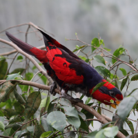Chalcopsitta cardinalis (Lori cardinal)
