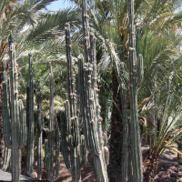 Neobuxbaumia euphorbioides (Cactus)