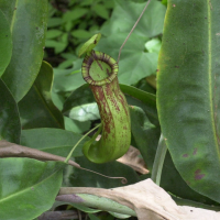 nepenthes_x_coccinea2md