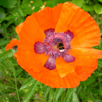 papaver_orientale3md