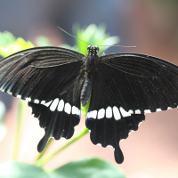 papilio_polytes3md