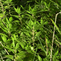 Parietaria officinalis (Perce-murailles, Casse-pierre)