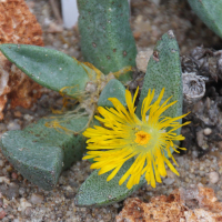 Pleiospilos longibracteatus (Pleiospilos)