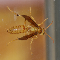 polistes_olivaceus7md