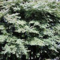 Acer japonicum (Érable du Japon)