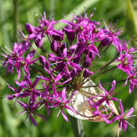 allium_stellatum2md (Allium stellatum)