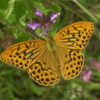 argynnis_paphia1bmd (Argynnis paphia)