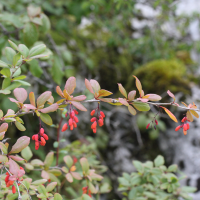 berberis_vulgaris5md (Berberis vulgaris)