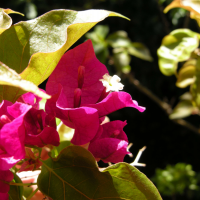 bougainvillea_spectabilis5md (Bougainvillea spectabilis)