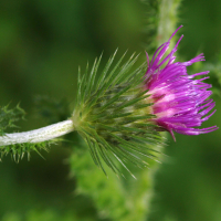 carduus_crispus2bd (Carduus crispus)