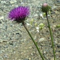 carduus_defloratus2amd (Carduus defloratus)