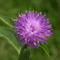 centaurea_jacea_grandiflora4md (Centaurea decipiens)